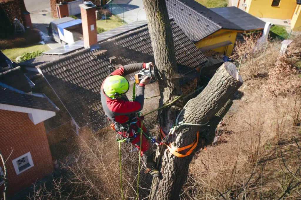 Mężczyzna przycinający drzewo na wysokości