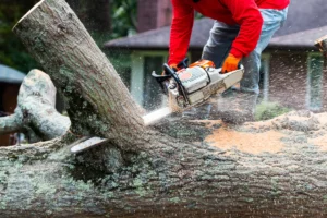 Mężczyzna tnie drzewo piłą mechaniczną