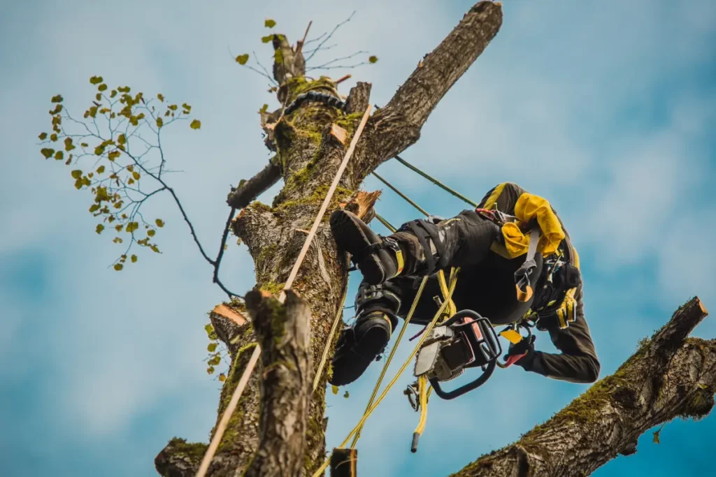 Mężczyzna wspinający się na drzewo